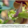 callophrys chalybeitincta ovum 1 mugergan